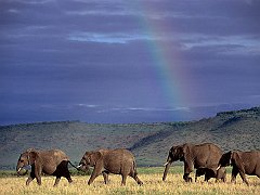 Walking Beneath the Rainbow Sky, Kenya